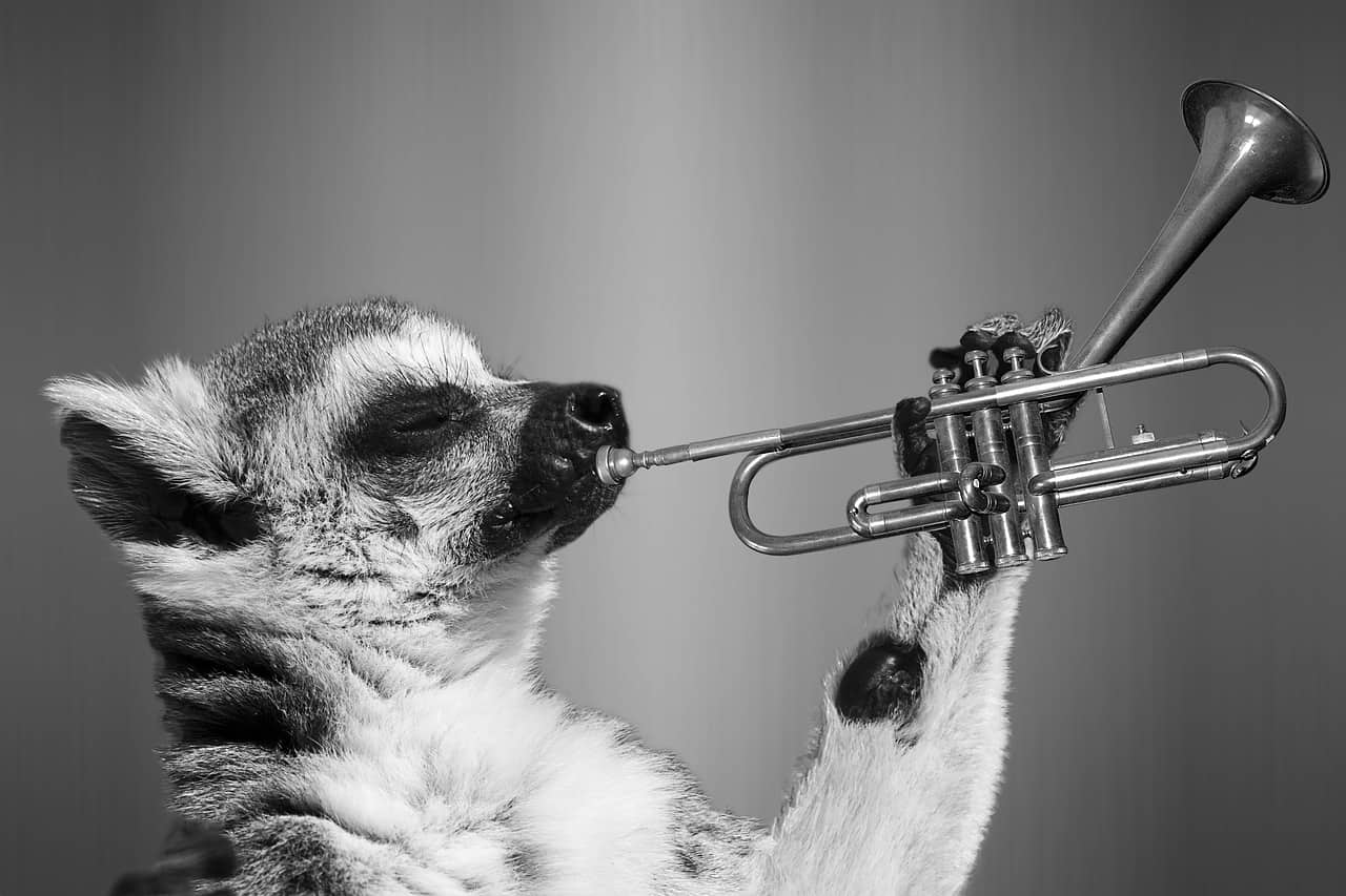 funny trumpet image